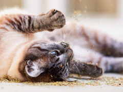 Playful cat rolling joyfully in a pile of catnip.