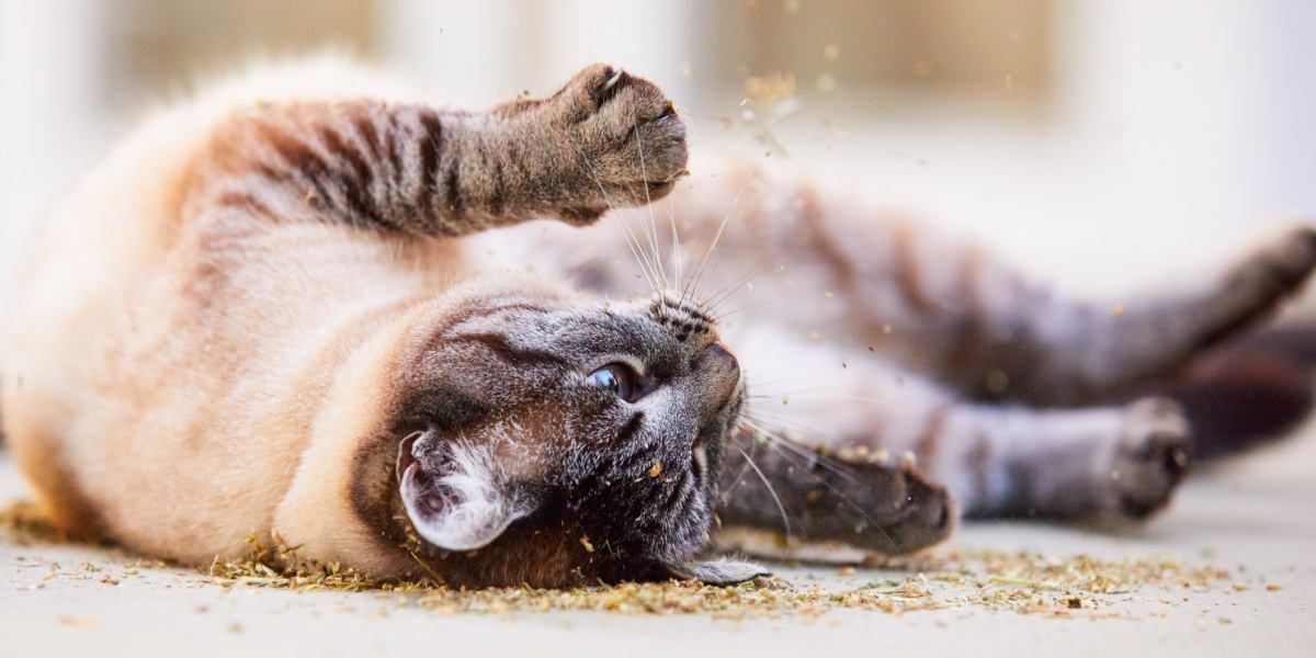 Playful cat rolling joyfully in a pile of catnip.