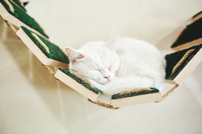 A cat peacefully sleeping on a shelf, showcasing a common feline resting spot.