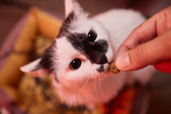 Cat treats, a special reward for feline companions as part of their diet and training.