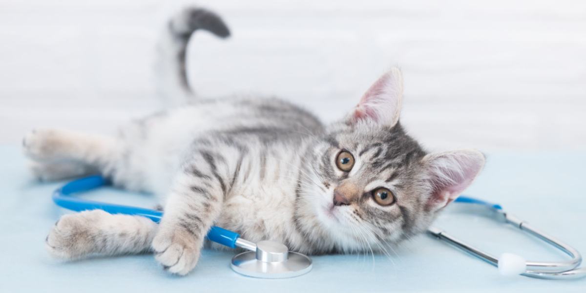 A cat during a veterinary examination, emphasizing the importance of regular check-ups and healthcare for feline companions.