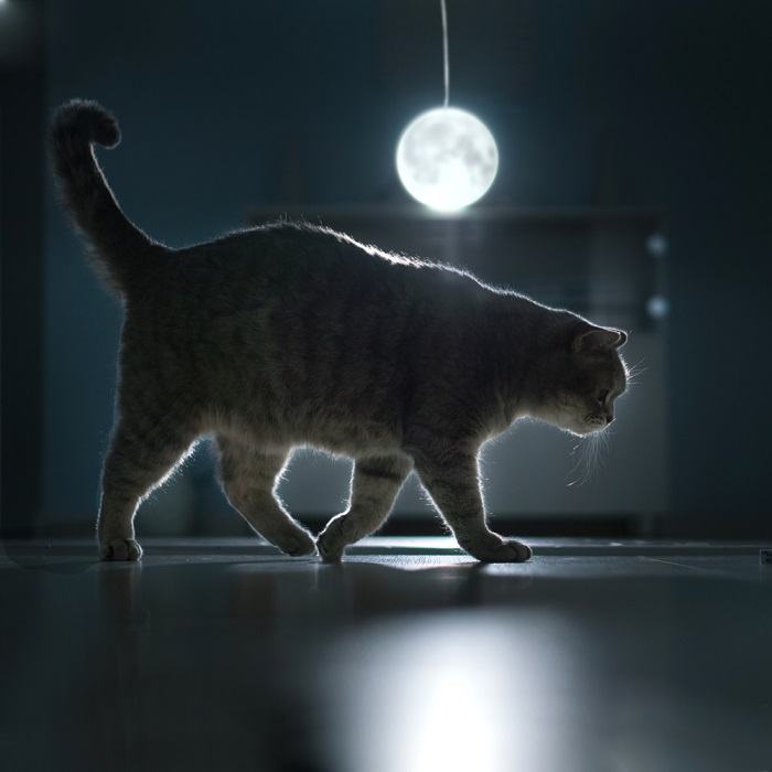 cat-walking-at-night