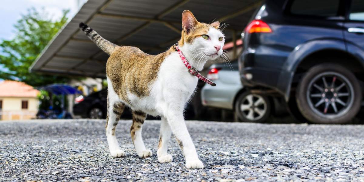 cat walking near cars