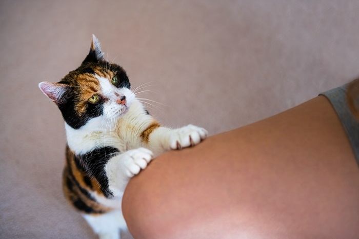 cat holding in owner's leg