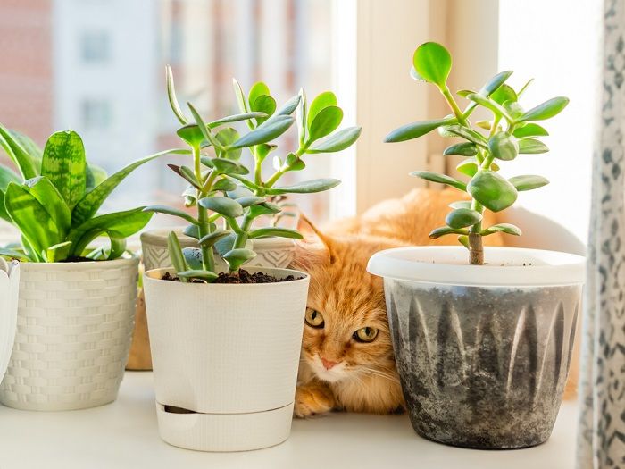 ginger cat hiding on window