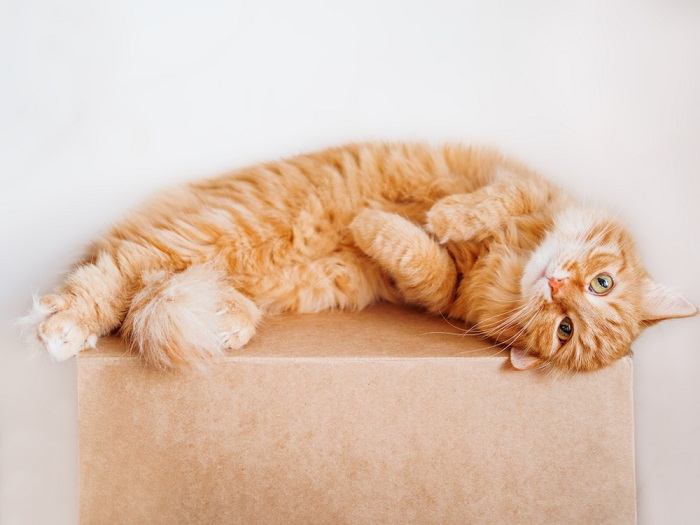 ginger cat lying belly up