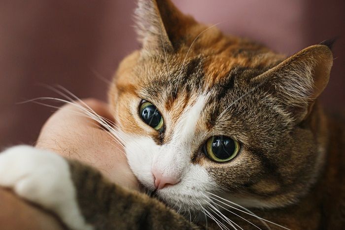 ginger cat playful bite