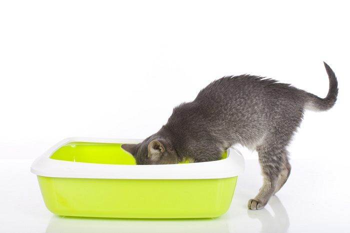 An adorable image featuring a young kitten inside a litter box, showcasing the cat's introduction to proper elimination habits.