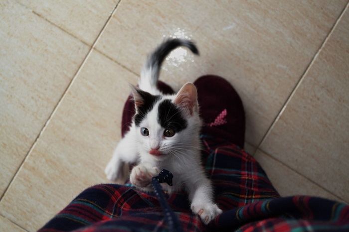 Kitten climbing.