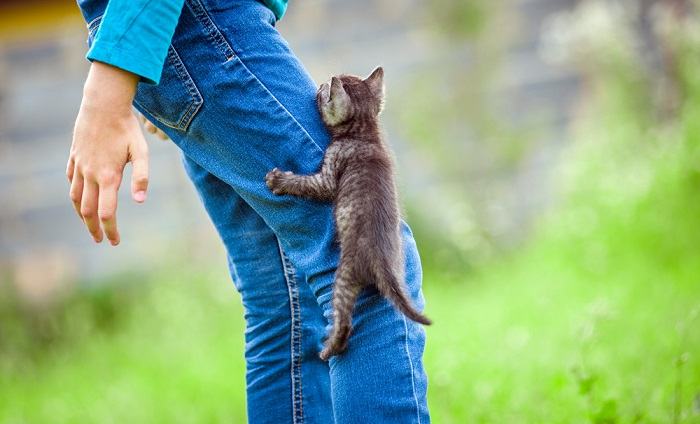 Kitten climbing legs.