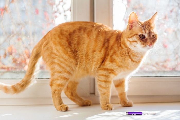 cat standing with laser toy