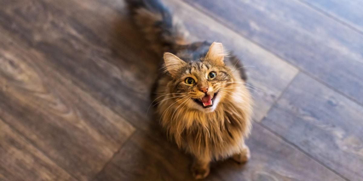 long haired brown tabby cat meowing