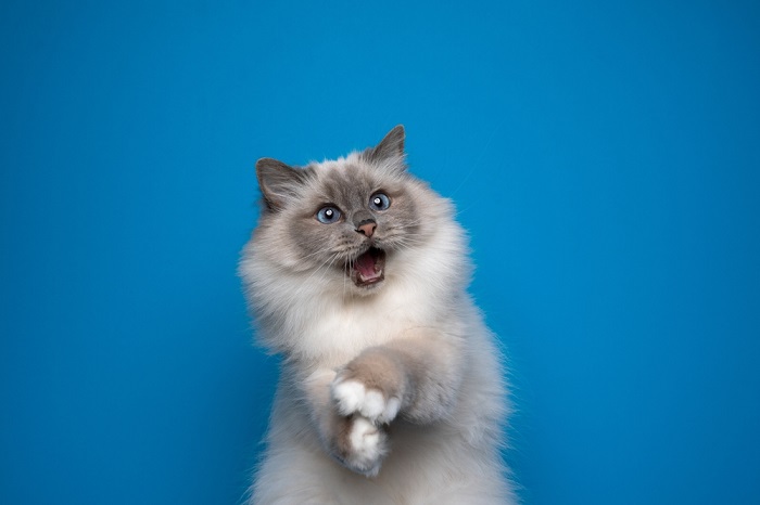 playful birman cat with blue eyes looking shocked