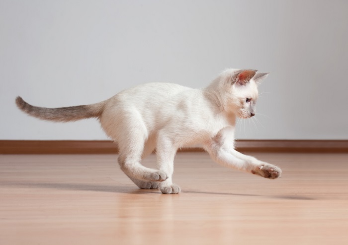  playful siamese kitten