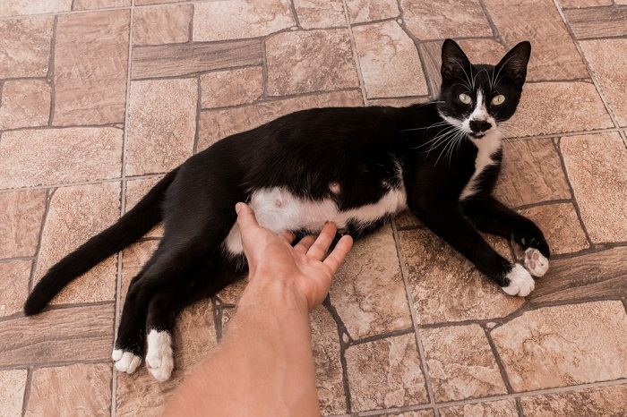 A pregnant cat lying on the floor, illustrating a common resting position for pregnant feline companions.