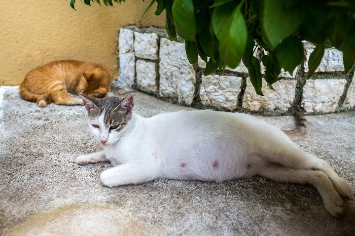 A pregnant cat sleeping outside, illustrating the comfort and relaxation of a feline during pregnancy.