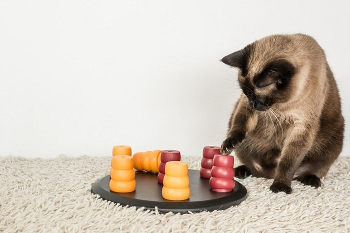 siamese cat solving pet puzzle