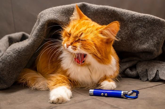 A fluffy Siberian cat captured mid-yawn, revealing its endearing expression and highlighting a moment of relaxation and comfort.