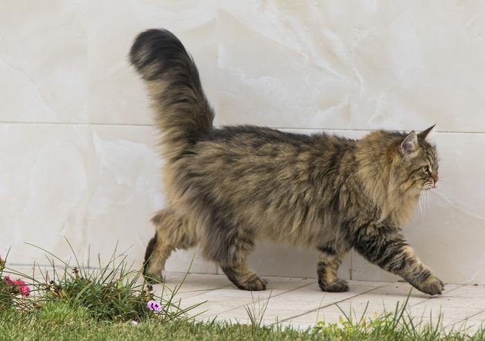 cat walking in the garden