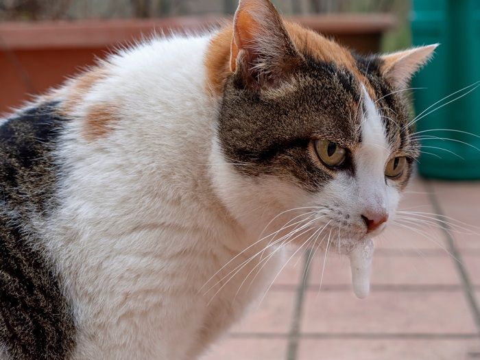 Cat vomiting white froth