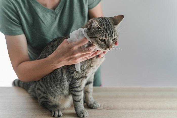 Cleaning cat using baby wipe