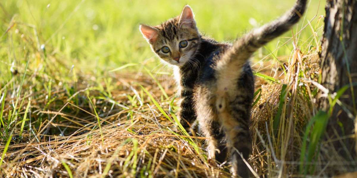 Cute kitten butt