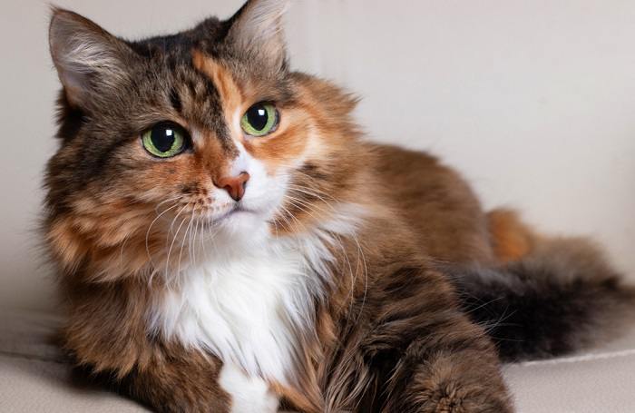 Domestic Long Hair Cat