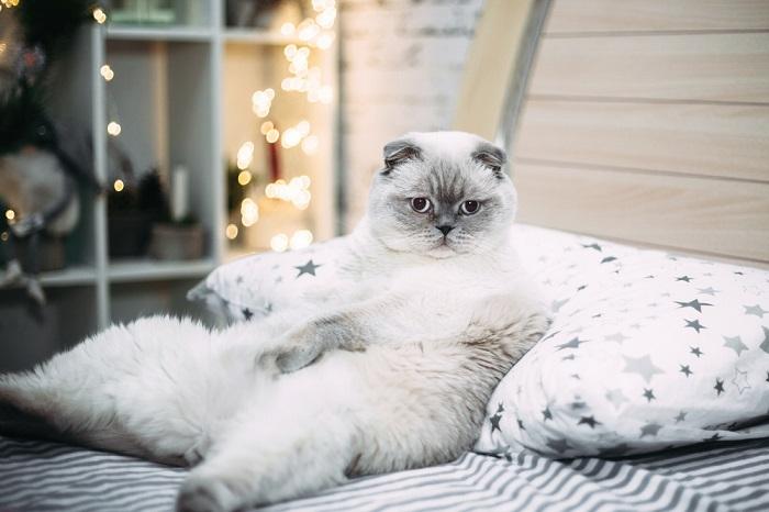 Fat white Scottish cat lies in bed