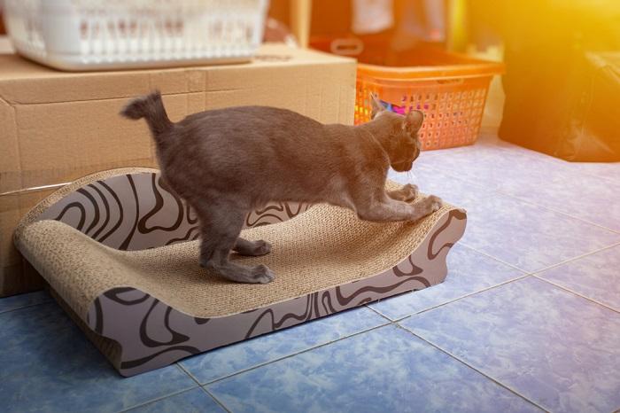 Gray Cat scratching nails on cardboard cat scratcher