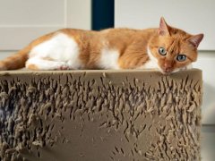 Aggressive cat sitting on top of ripped foam stool