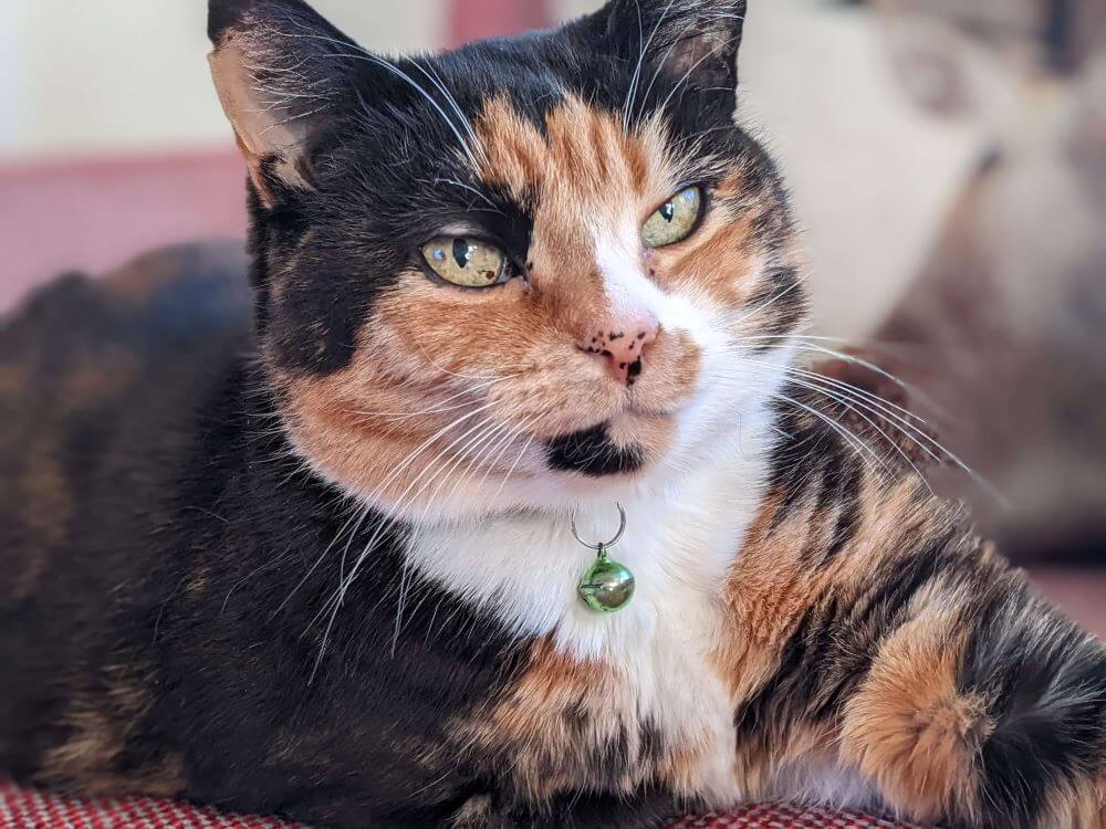 Dr. Youens' tortoiseshell-and-white cat, Pi.