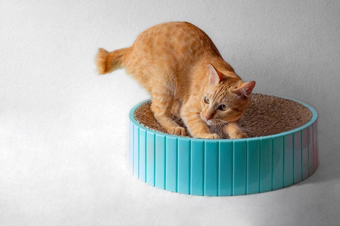 Orange Tabby Cat scratching cat scratcher