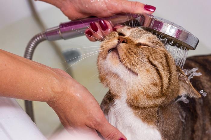 Scottish tabby cat takes a shower