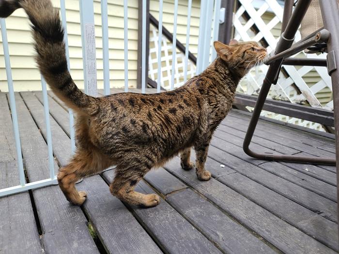 Serval cat butt