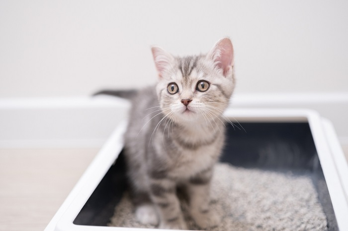 The kitten sits in the litter box