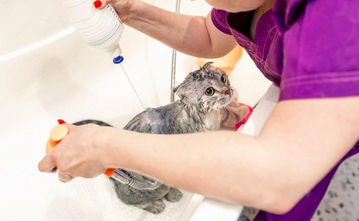 cat bathing