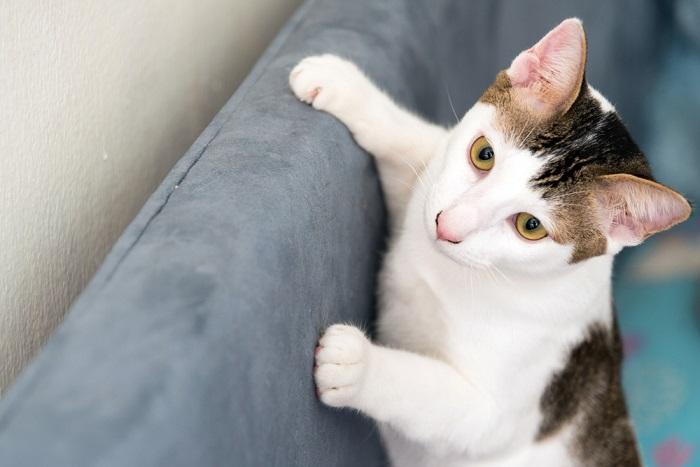 cat claws on the Furniture