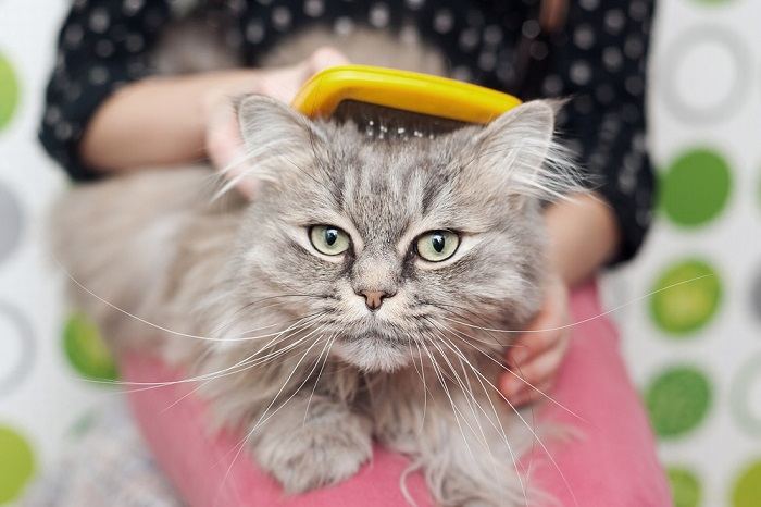 Cat engaged in grooming.