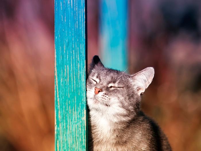 cat his cheek against a post