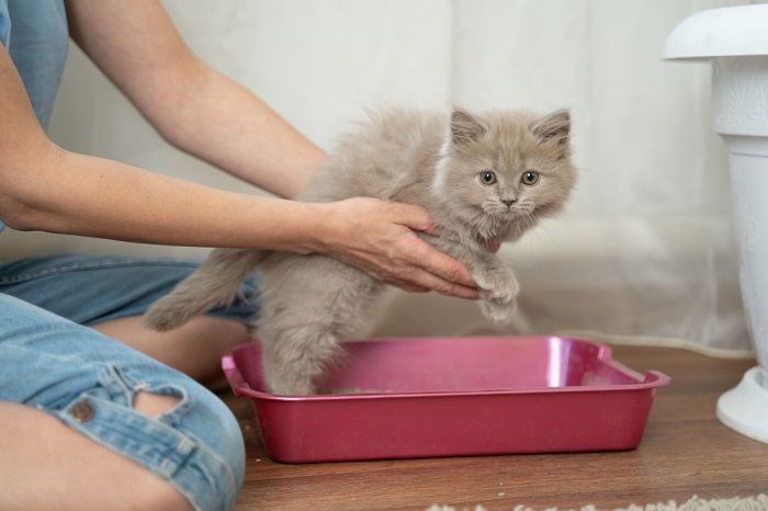 cat learning to use litter box