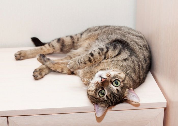 cat lying on the dresser