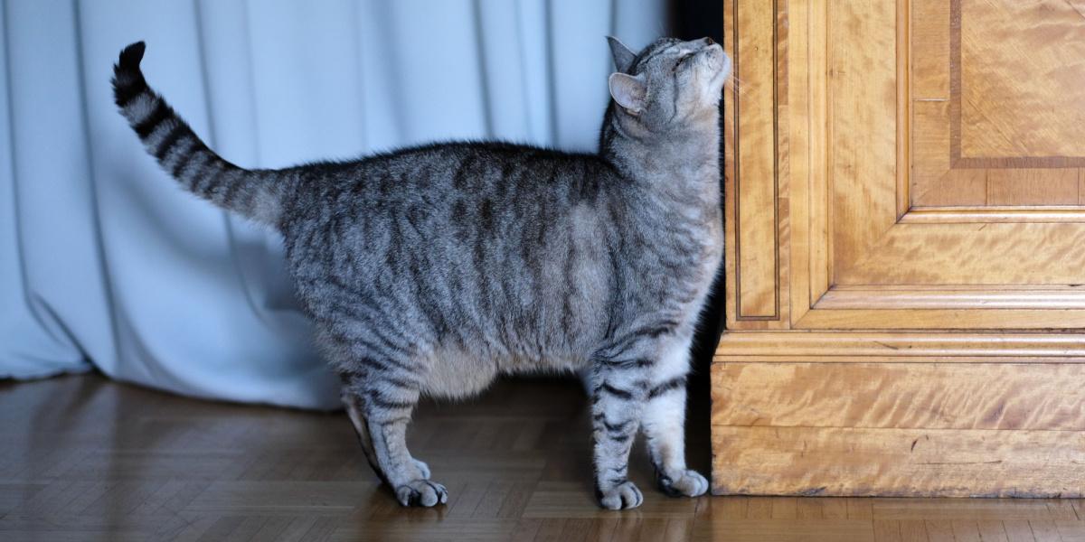 cat rubs against the corner of the closet