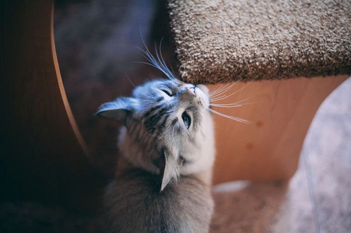 cat rubs muzzle on the edge of the chair