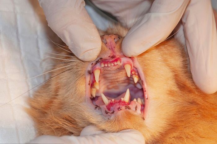 Image illustrating a close-up view of a cat's teeth and gums showing signs of disease.