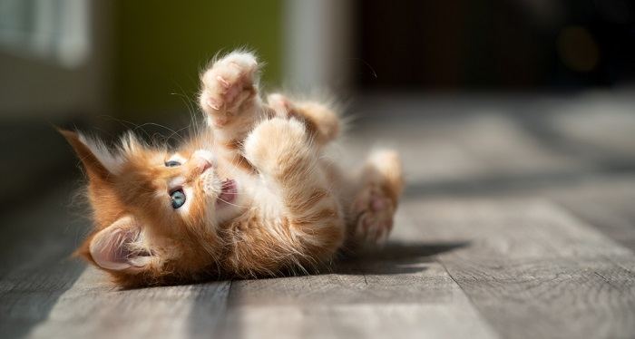 cute playful ginger tabby