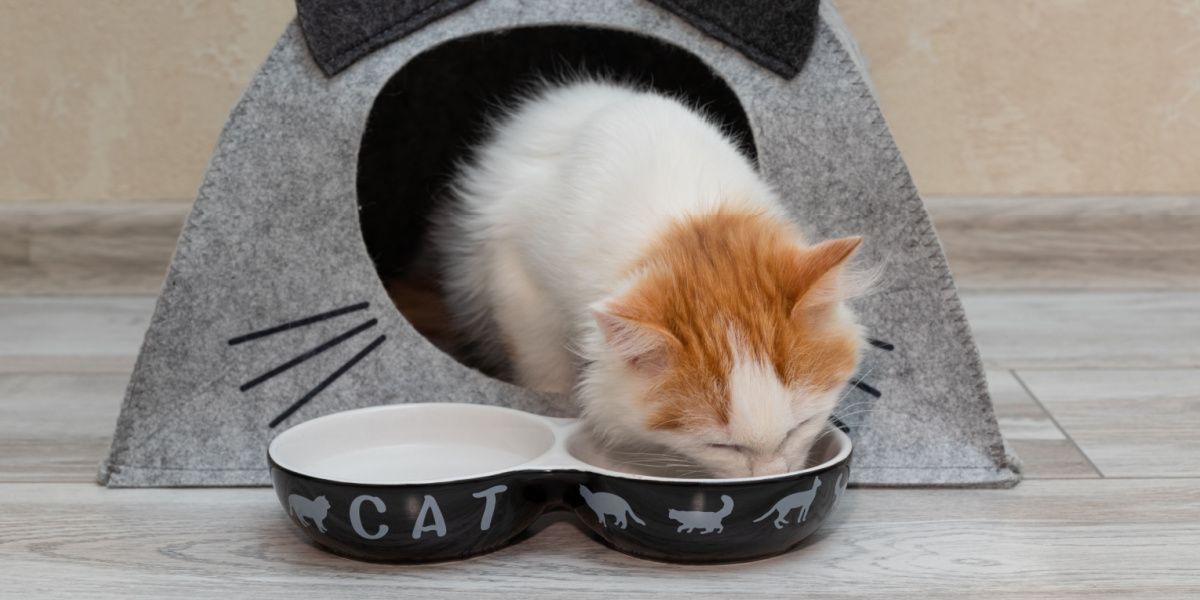 kitten eats food from a bowl