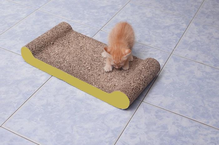 kitten scratching nails on cardboard cat scratcher