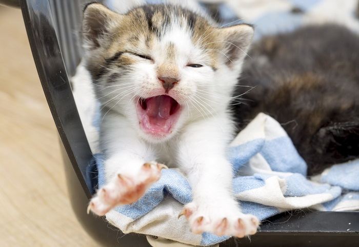 kitten waking up