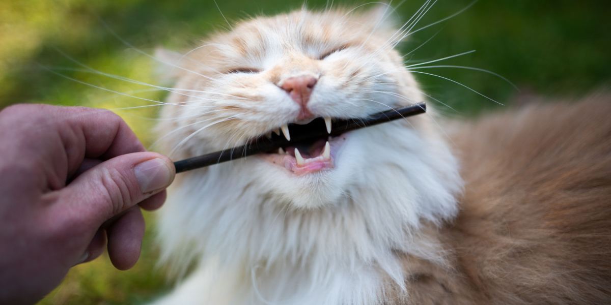 Maine Coon cat engaged in natural behavior, chewing on a stick. 