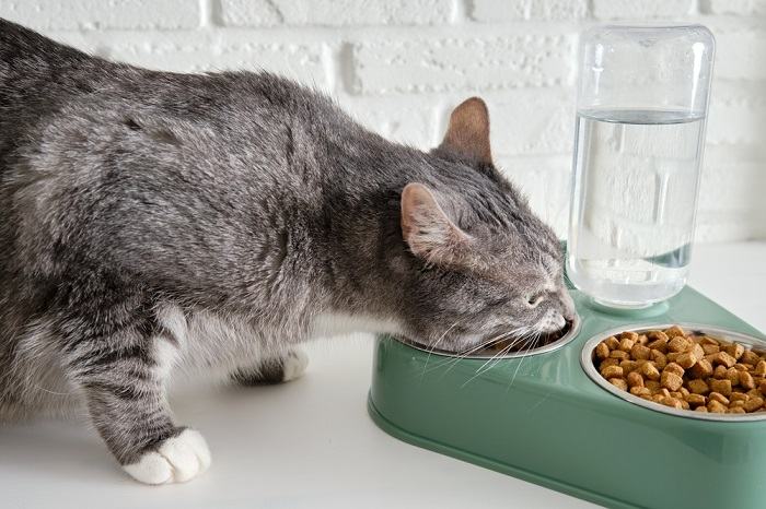 cat drinking water